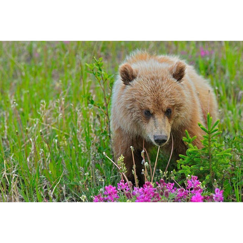 Canada-Yukon Grizzly bear close-up Black Modern Wood Framed Art Print with Double Matting by Jaynes Gallery