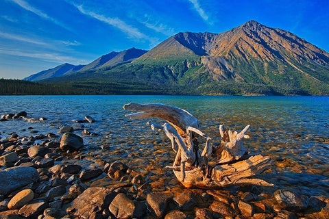 Canada-Yukon-Kluane National Park St Elias Mountains and driftwood on shore of Kathleen Lake Black Ornate Wood Framed Art Print with Double Matting by Jaynes Gallery