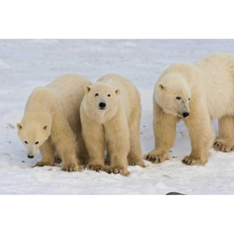Canada, Hudson Bay Polar bear mother with cubs White Modern Wood Framed Art Print by Illg, Cathy and Gordon