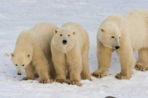 Canada, Hudson Bay Polar bear mother with cubs Black Ornate Wood Framed Art Print with Double Matting by Illg, Cathy and Gordon