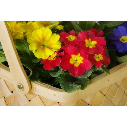 Detail of basket of flowers Black Modern Wood Framed Art Print by Paulson, Don