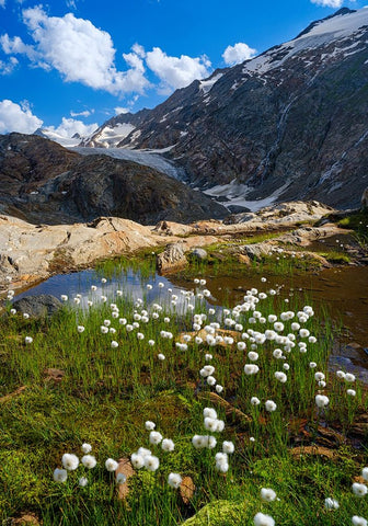 Scheuchzers cotton grass-Gurgler Ferner-Otztal Alps-Europe- Austria- Tyrol Black Modern Wood Framed Art Print by Zwick, Martin