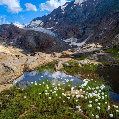 Scheuchzers cotton grass-Gurgler Ferner-Otztal Alps-Europe- Austria- Tyrol Black Ornate Wood Framed Art Print with Double Matting by Zwick, Martin
