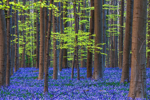 Europe-Belgium-Hallerbos forest with blooming bluebells White Modern Wood Framed Art Print with Double Matting by Jaynes Gallery