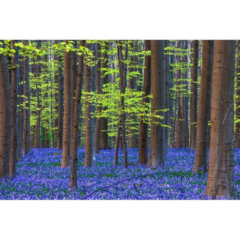 Europe-Belgium-Hallerbos forest with blooming bluebells Black Modern Wood Framed Art Print by Jaynes Gallery