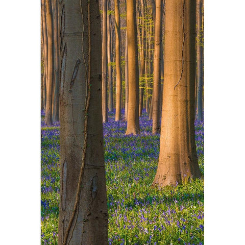 Europe-Belgium-Hallerbos forest with blooming bluebells Gold Ornate Wood Framed Art Print with Double Matting by Jaynes Gallery