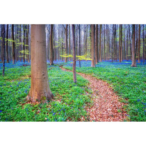 Europe-Belgium-Hallerbos forest with blooming bluebells Black Modern Wood Framed Art Print by Jaynes Gallery