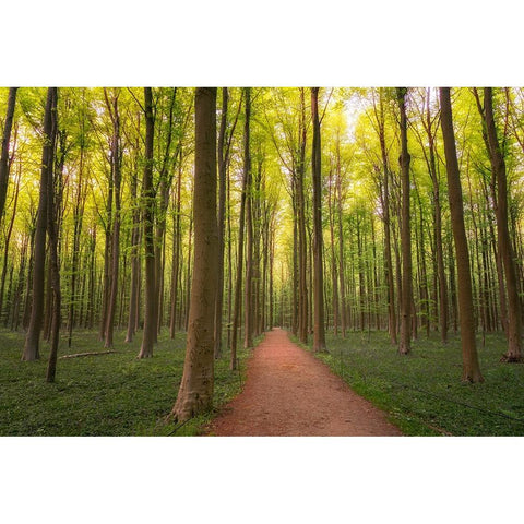 Europe-Belgium-Path in Hallerbos forest Gold Ornate Wood Framed Art Print with Double Matting by Jaynes Gallery