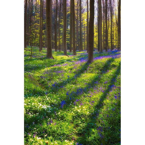 Europe-Belgium-Hallerbos forest with blooming bluebells White Modern Wood Framed Art Print by Jaynes Gallery