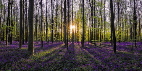 Europe-Belgium-Sunrise on Hallerbos forest with blooming bluebells Black Ornate Wood Framed Art Print with Double Matting by Jaynes Gallery