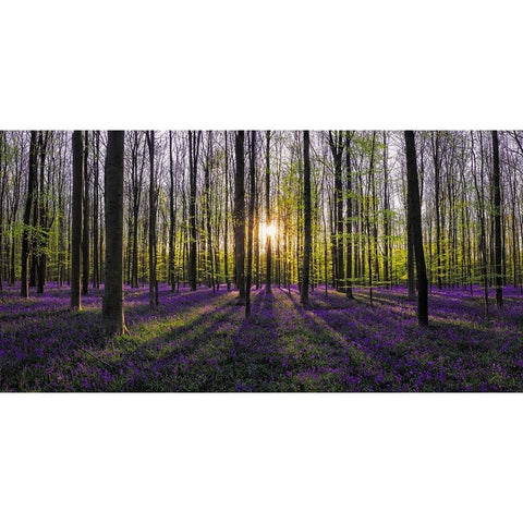 Europe-Belgium-Sunrise on Hallerbos forest with blooming bluebells Black Modern Wood Framed Art Print by Jaynes Gallery