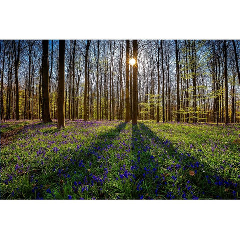 Europe-Belgium-Hallerbos forest with blooming bluebells Black Modern Wood Framed Art Print by Jaynes Gallery