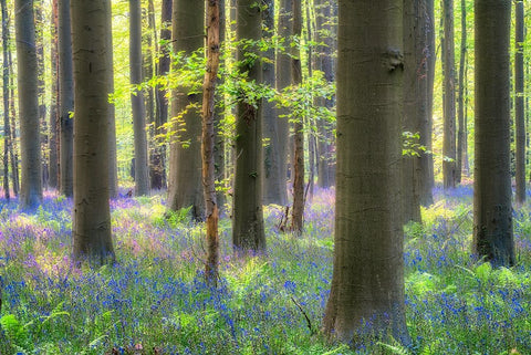 Europe-Belgium-Hallerbos forest with blooming bluebells White Modern Wood Framed Art Print with Double Matting by Jaynes Gallery
