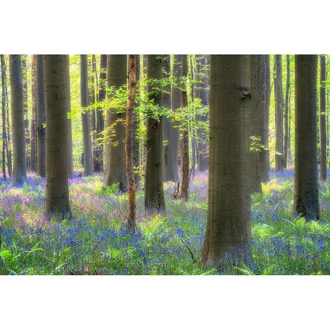 Europe-Belgium-Hallerbos forest with blooming bluebells Black Modern Wood Framed Art Print by Jaynes Gallery
