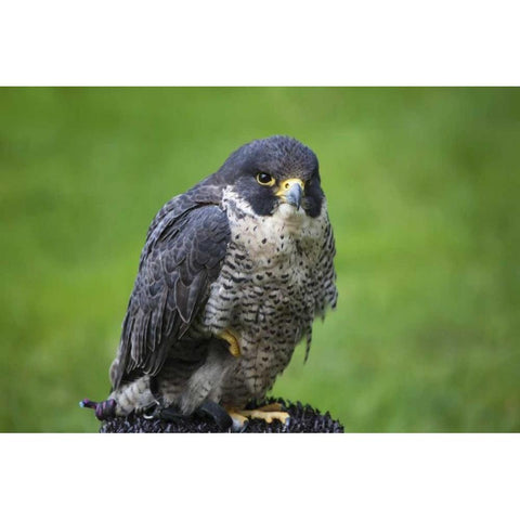 Czech Republic, Prague Captive peregrine falcon White Modern Wood Framed Art Print by Flaherty, Dennis