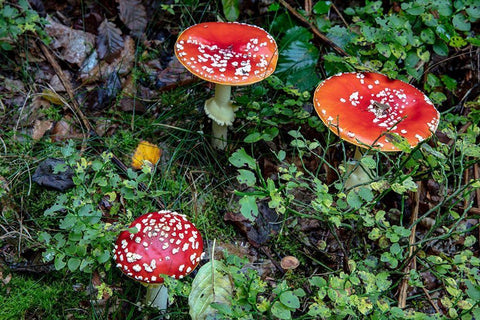 Fly agaric mushrooms in the Cesky Raj nature preserve near Turnov-Czech Republic Black Ornate Wood Framed Art Print with Double Matting by Haney, Chuck