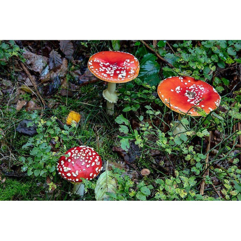 Fly agaric mushrooms in the Cesky Raj nature preserve near Turnov-Czech Republic Gold Ornate Wood Framed Art Print with Double Matting by Haney, Chuck
