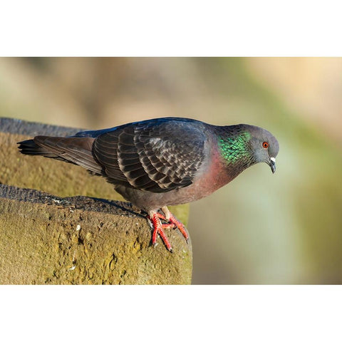 Pigeon perched on a stone wall Black Modern Wood Framed Art Print with Double Matting by Haseltine, Tom