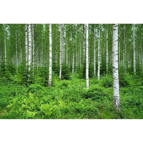 Finlandia-Savonlinna-birches forest Black Modern Wood Framed Art Print with Double Matting by Molinari, Michele