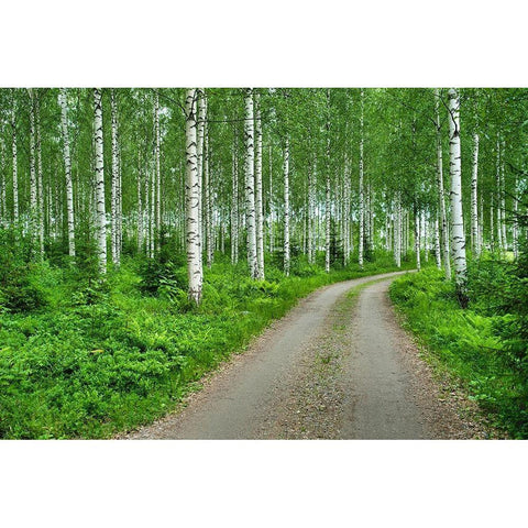 Finlandia-Savonlinna-dirt road in a birches forest Black Modern Wood Framed Art Print by Molinari, Michele