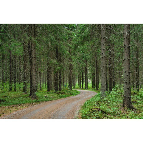Finlandia-Savonlinna-dirt road in a spruce forest Gold Ornate Wood Framed Art Print with Double Matting by Molinari, Michele