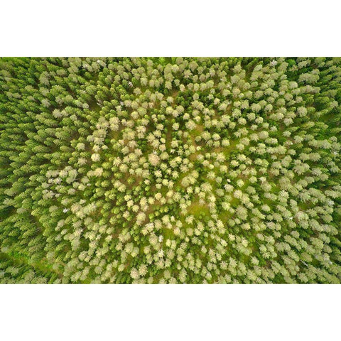 Finlandia-Savonlinna-aerial view Black Modern Wood Framed Art Print with Double Matting by Molinari, Michele