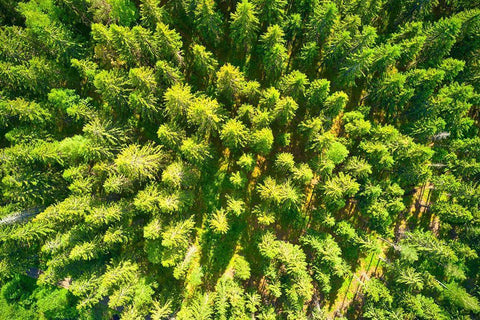 Finlandia-Savonlinna-aerial view Black Ornate Wood Framed Art Print with Double Matting by Molinari, Michele