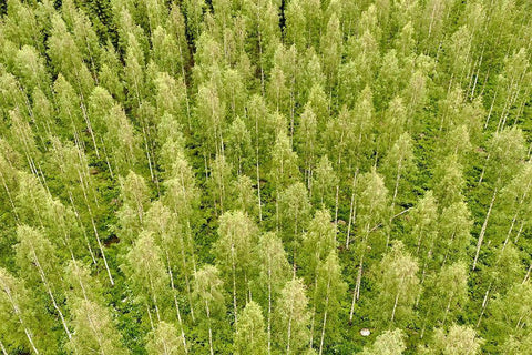 Finlandia-Savonlinna-forest Black Ornate Wood Framed Art Print with Double Matting by Molinari, Michele