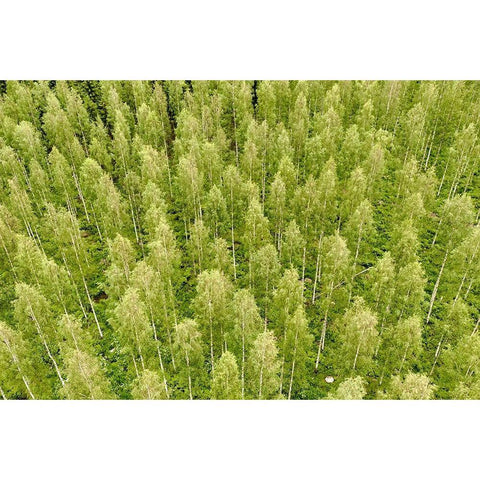 Finlandia-Savonlinna-forest Black Modern Wood Framed Art Print by Molinari, Michele