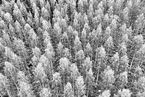 Finlandia-Savonlinna-forest White Modern Wood Framed Art Print with Double Matting by Molinari, Michele