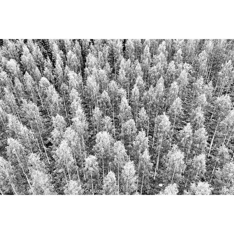 Finlandia-Savonlinna-forest White Modern Wood Framed Art Print by Molinari, Michele