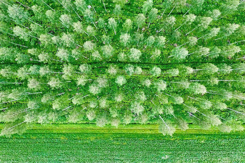 Finlandia-Savonlinna-forest White Modern Wood Framed Art Print with Double Matting by Molinari, Michele