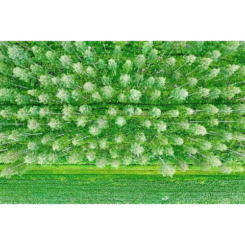 Finlandia-Savonlinna-forest Black Modern Wood Framed Art Print with Double Matting by Molinari, Michele