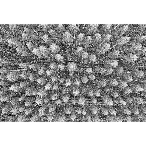 Finlandia-Savonlinna-forest Gold Ornate Wood Framed Art Print with Double Matting by Molinari, Michele