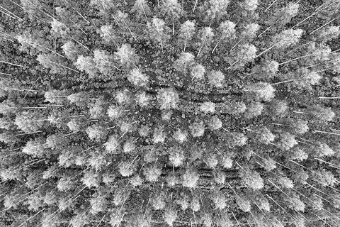 Finlandia-Savonlinna-forest Black Ornate Wood Framed Art Print with Double Matting by Molinari, Michele