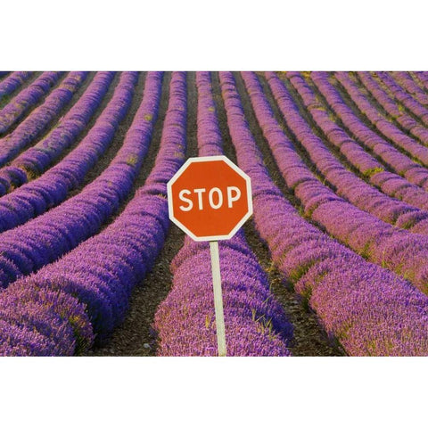 France, Provence Rows of lavender and stop sign White Modern Wood Framed Art Print by Zuckerman, Jim