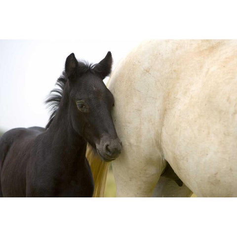 France, Provence Camargue horse and colt Black Modern Wood Framed Art Print by Zuckerman, Jim