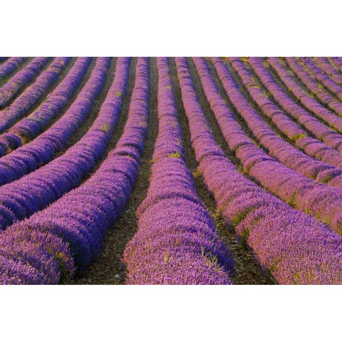 France, Provence Region Orderly rows of lavender Black Modern Wood Framed Art Print by Zuckerman, Jim
