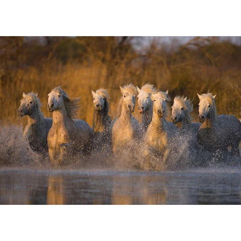 France, Provence White Camargue horses running White Modern Wood Framed Art Print by Zuckerman, Jim