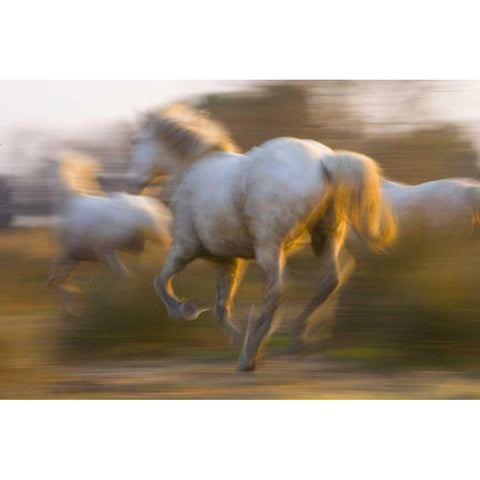 France, Provence White Camargue horses running Black Modern Wood Framed Art Print by Zuckerman, Jim