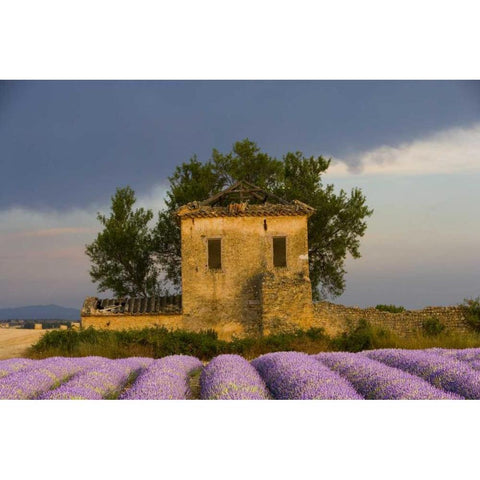France, Provence Field of lavender and hut Black Modern Wood Framed Art Print with Double Matting by Zuckerman, Jim