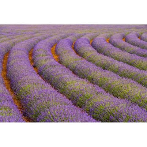 France, Provence region Curved rows of lavender White Modern Wood Framed Art Print by Zuckerman, Jim