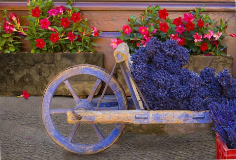 France, Provence, Sault Cart with fresh lavender Black Ornate Wood Framed Art Print with Double Matting by Zuckerman, Jim