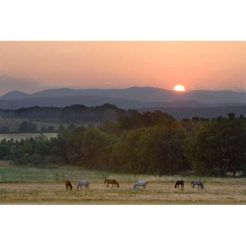 France, Provence region Horses graze at sunrise White Modern Wood Framed Art Print by Zuckerman, Jim