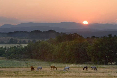 France, Provence region Horses graze at sunrise Black Ornate Wood Framed Art Print with Double Matting by Zuckerman, Jim