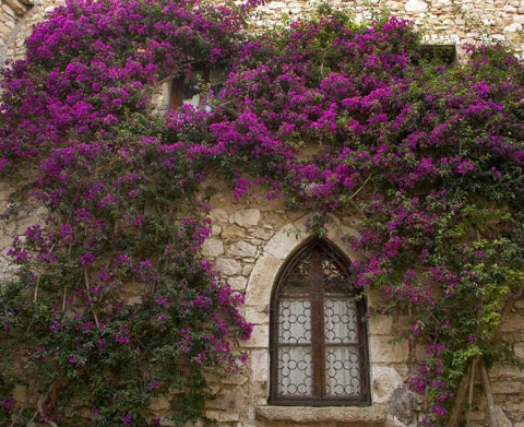France, Provence, Eze Bright pink bougainvillea Black Ornate Wood Framed Art Print with Double Matting by Kaveney, Wendy