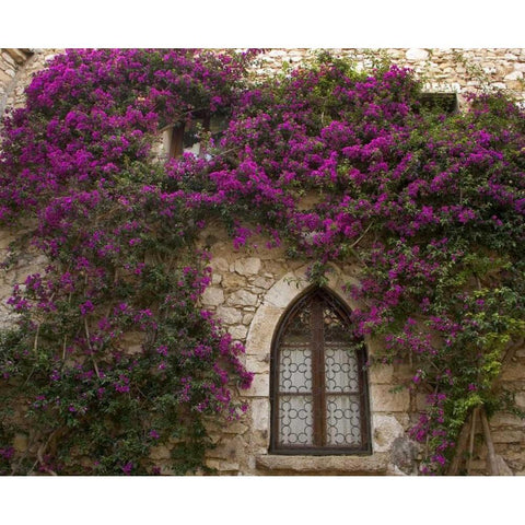 France, Provence, Eze Bright pink bougainvillea Black Modern Wood Framed Art Print with Double Matting by Kaveney, Wendy