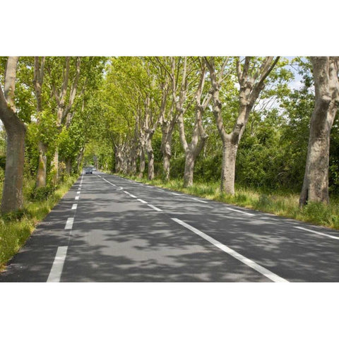 France, Provence Cars on tree-lined street Black Modern Wood Framed Art Print with Double Matting by Lord, Fred