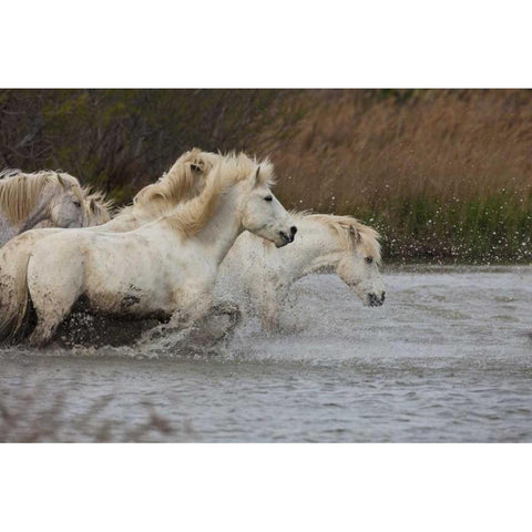 France, Provence White Camargue horses running Gold Ornate Wood Framed Art Print with Double Matting by Zuckerman, Jim