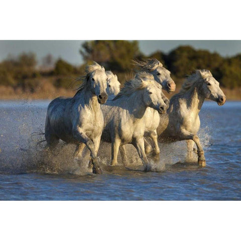 France, Provence White Camargue horses running Black Modern Wood Framed Art Print by Zuckerman, Jim